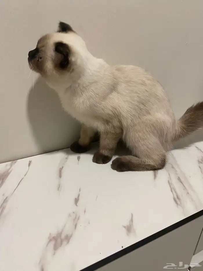 للبيع  قط ة ممي زة (سكوتش فولد   هملايا) 1