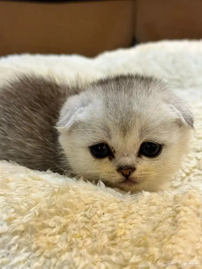 كيتن بيور سكوتش 4