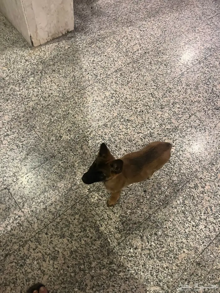 كلبة ماليونو للبيع تم تنزيل الحد 0