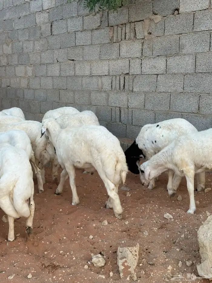 طليان للبيع 2