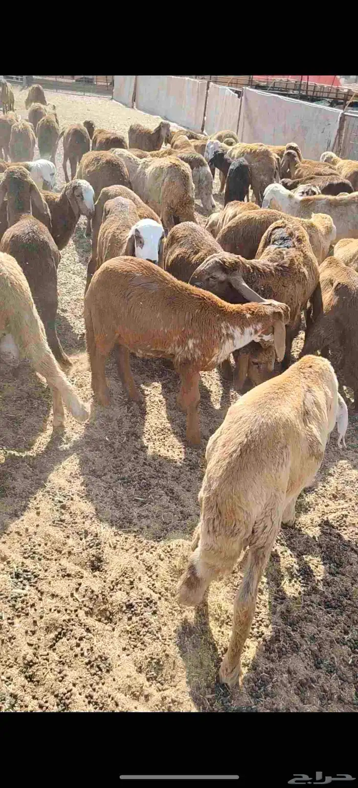 للبيع سواكن حمريه العدد 90 تزود تنقص العمر من 4 إلي 5 السوم 7