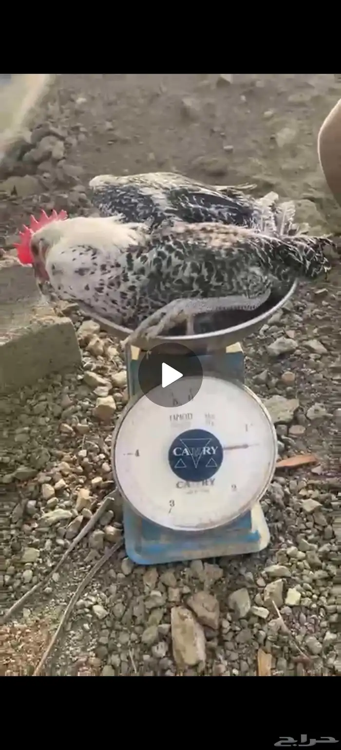 ديوك بلدي نظيفه تختار بفسك ويذبح امامك 0