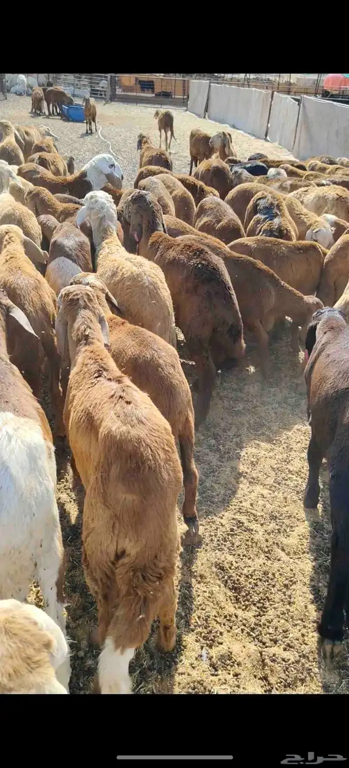 للبيع سواكن حمريه العدد 90 تزود تنقص العمر من 4 إلي 5 السوم 9