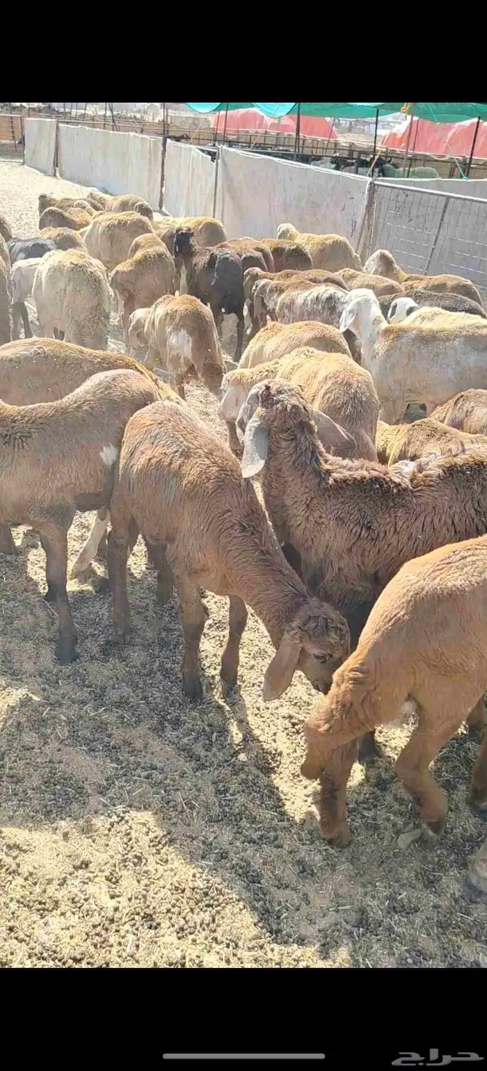 للبيع سواكن حمريه العدد 90 تزود تنقص العمر من 4 إلي 5 السوم 8