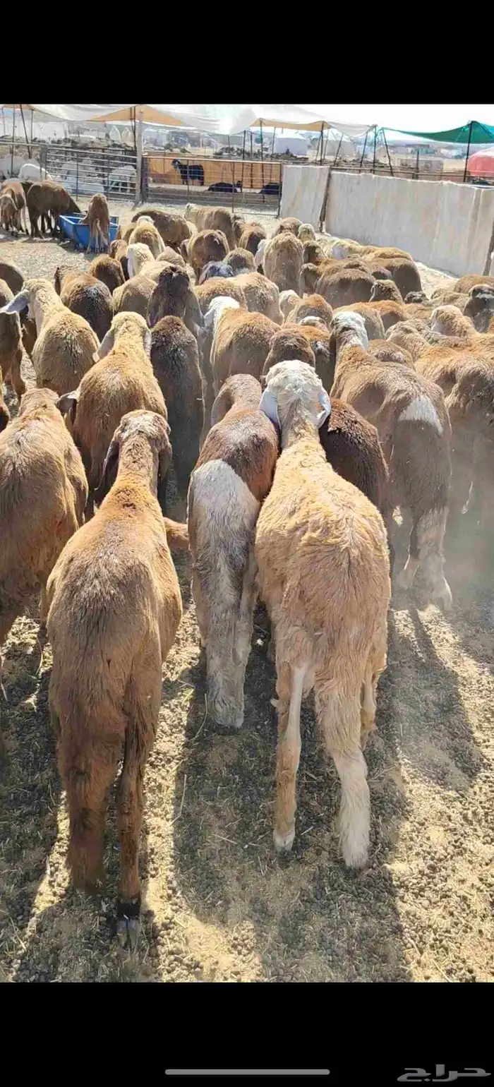 للبيع سواكن حمريه العدد 90 تزود تنقص العمر من 4 إلي 5 السوم 2