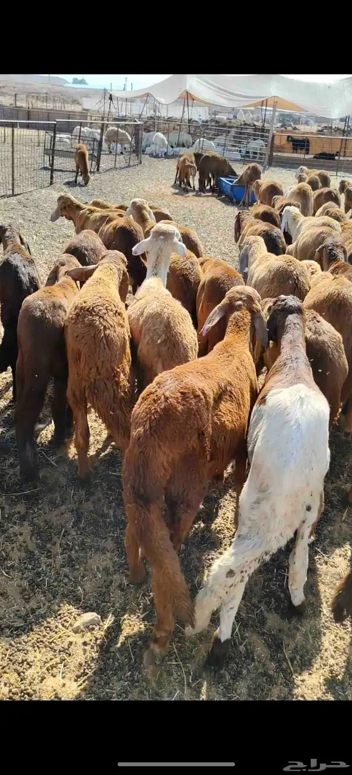 للبيع سواكن حمريه العدد 90 تزود تنقص العمر من 4 إلي 5 السوم 1