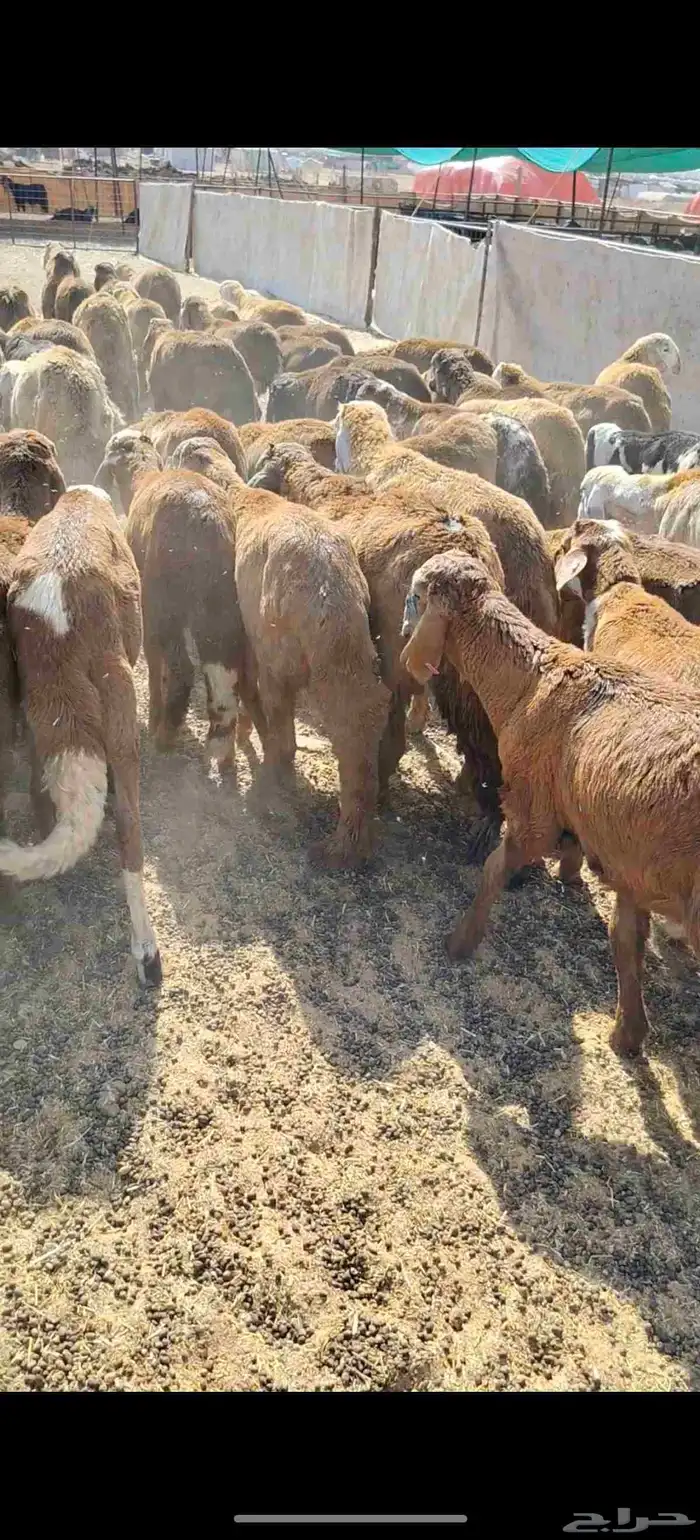 للبيع سواكن حمريه العدد 90 تزود تنقص العمر من 4 إلي 5 السوم 4