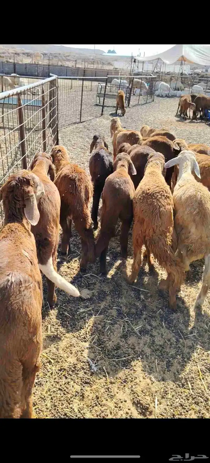 للبيع سواكن حمريه العدد 90 تزود تنقص العمر من 4 إلي 5 السوم 0