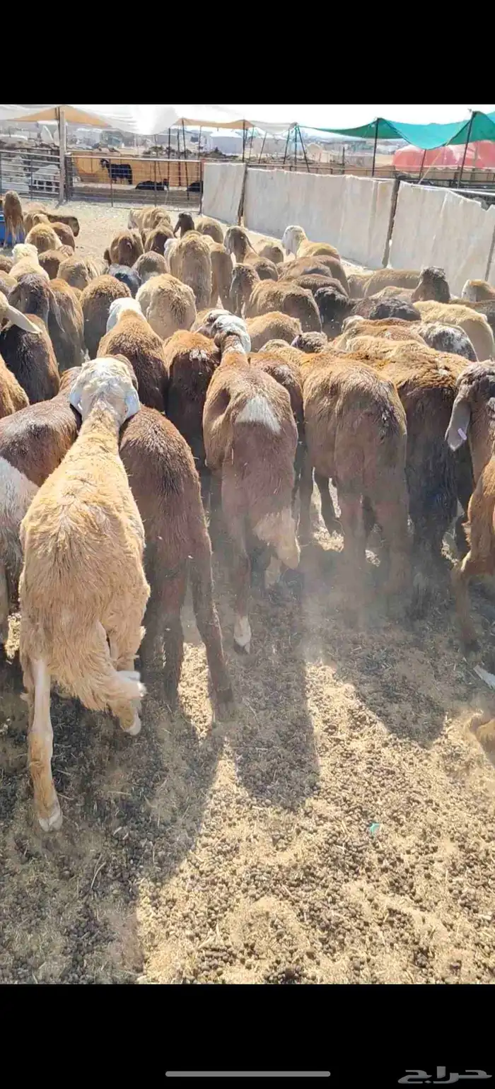 للبيع سواكن حمريه العدد 90 تزود تنقص العمر من 4 إلي 5 السوم 5