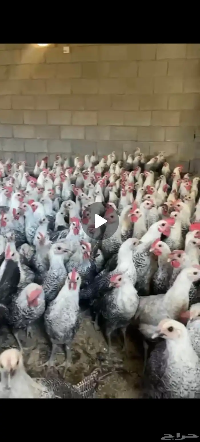 ديوك بلدي نظيفه تختار بفسك ويذبح امامك 1