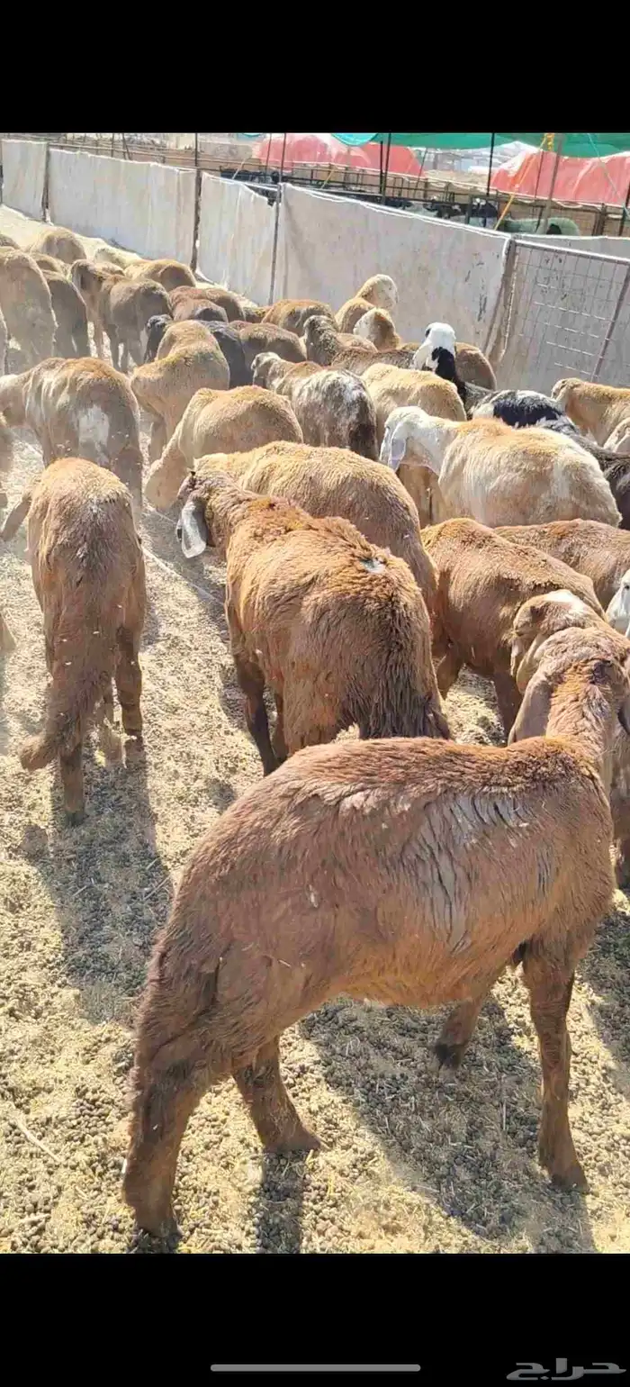 للبيع سواكن حمريه العدد 90 تزود تنقص العمر من 4 إلي 5 السوم 3