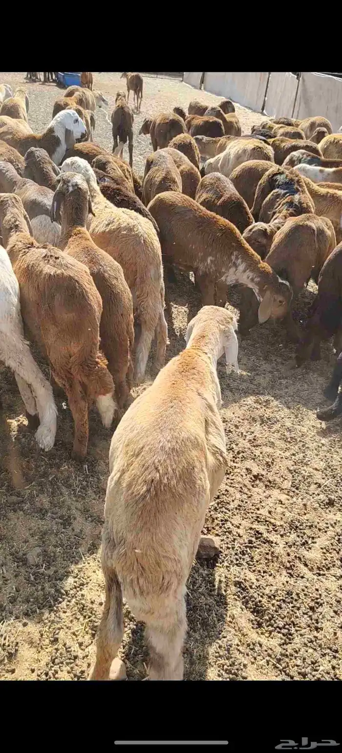 للبيع سواكن حمريه العدد 90 تزود تنقص العمر من 4 إلي 5 السوم 6