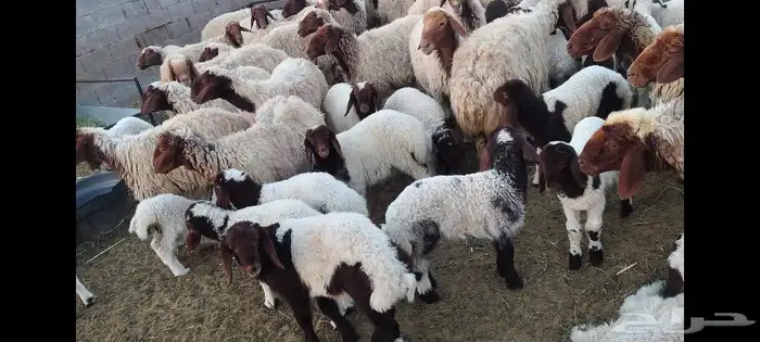 غنم نعيمي جبره مواليد ابو شهر وشهرين 4