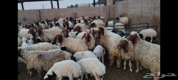 غنم نعيمي جبره مواليد ابو شهر وشهرين 2