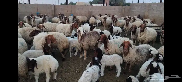 غنم نعيمي جبره مواليد ابو شهر وشهرين 1