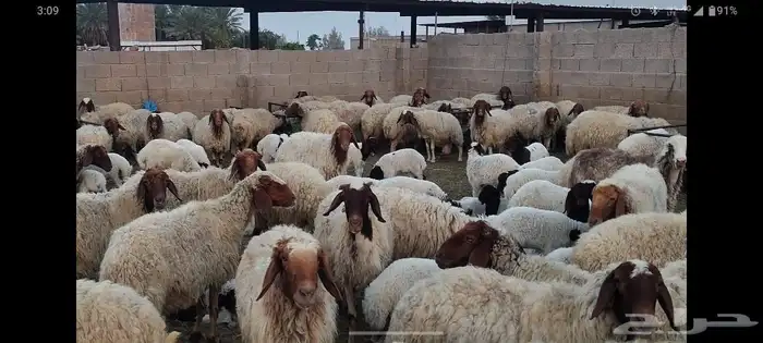 غنم نعيمي جبره مواليد ابو شهر وشهرين 3