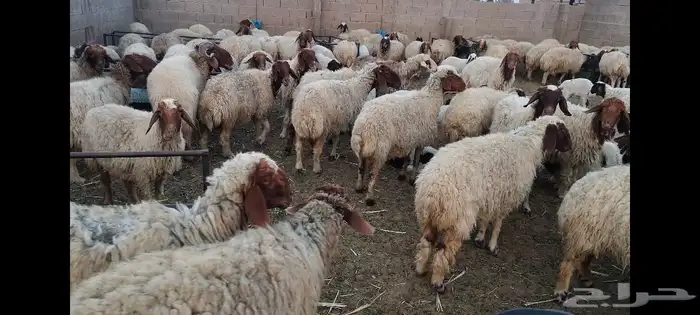 غنم نعيمي جبره مواليد ابو شهر وشهرين 0