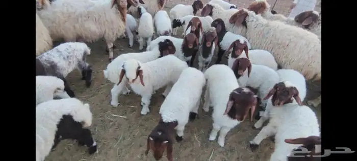 غنم نعيمي جبره مواليد ابو شهر وشهرين 5