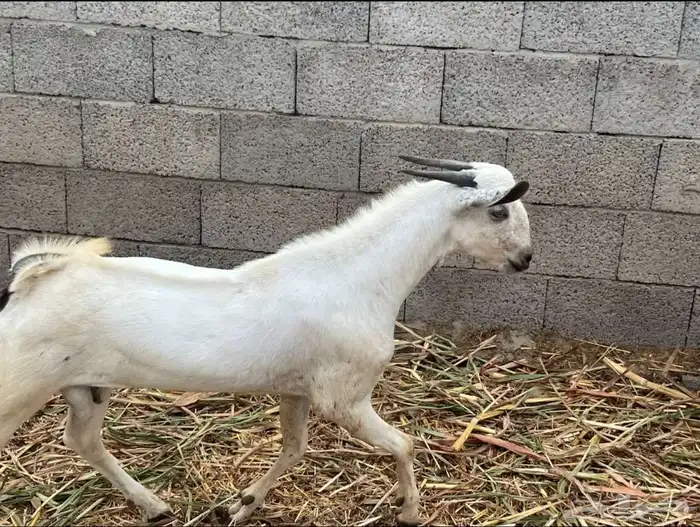 مشروع بيشي 0