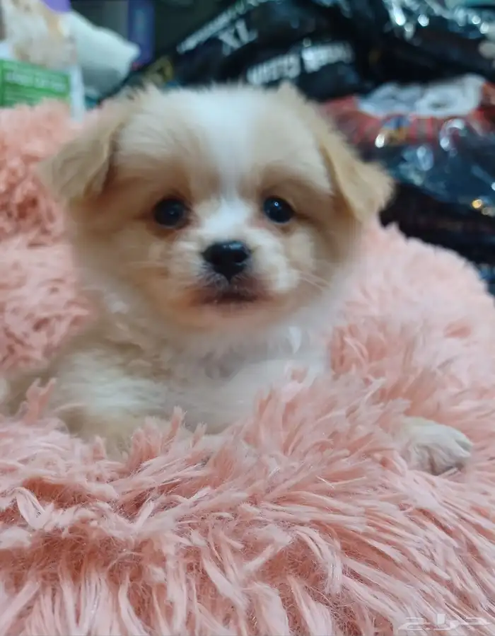 كلب مالتيز بيور 5