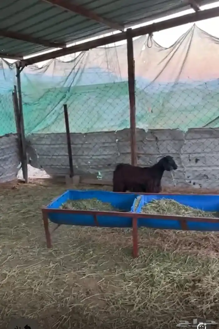 جفره مقفله شحم 0