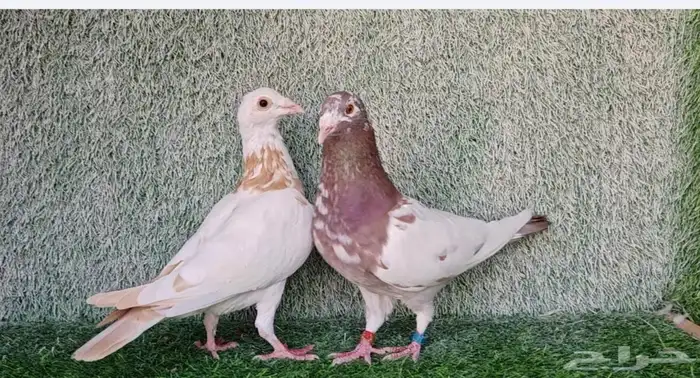 زاجل مولمنيز شوكلت 3