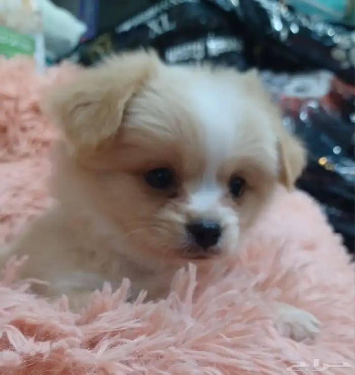 كلب مالتيز بيور 3