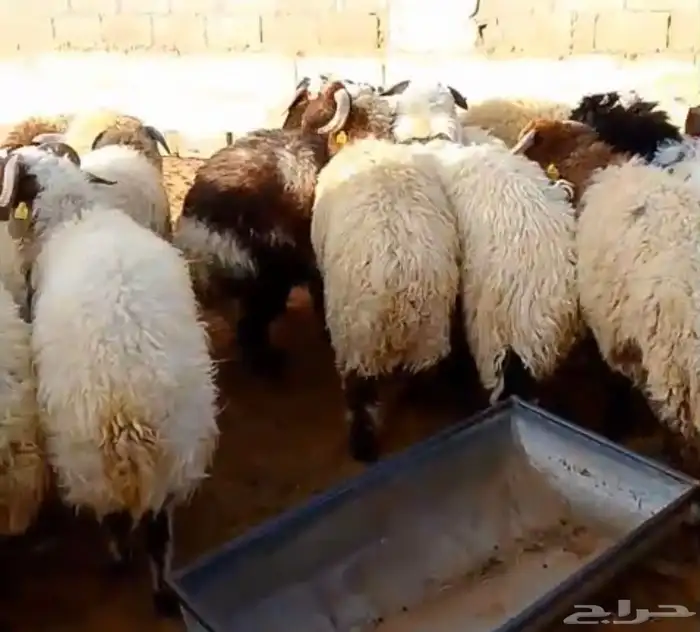 جذع نعيمي فاخر 3