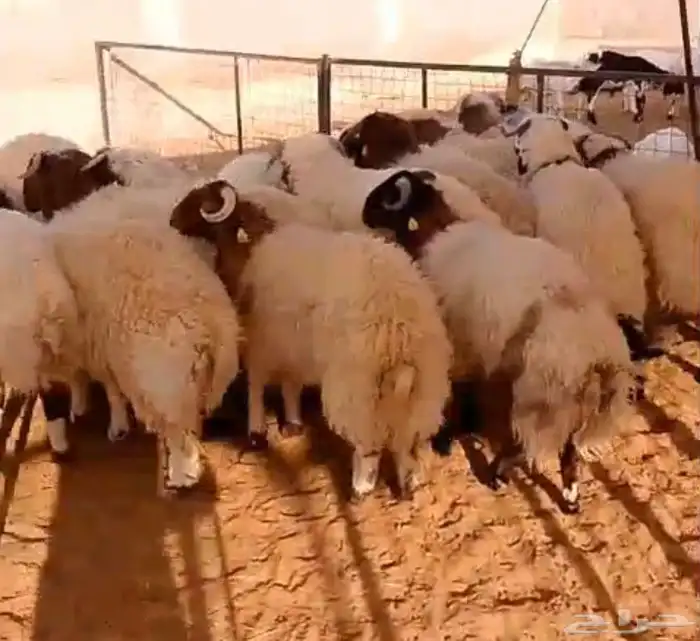 جذع نعيمي فاخر 1