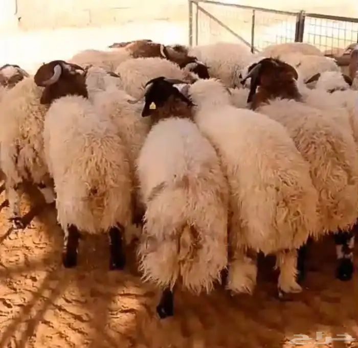 جذع نعيمي فاخر 0