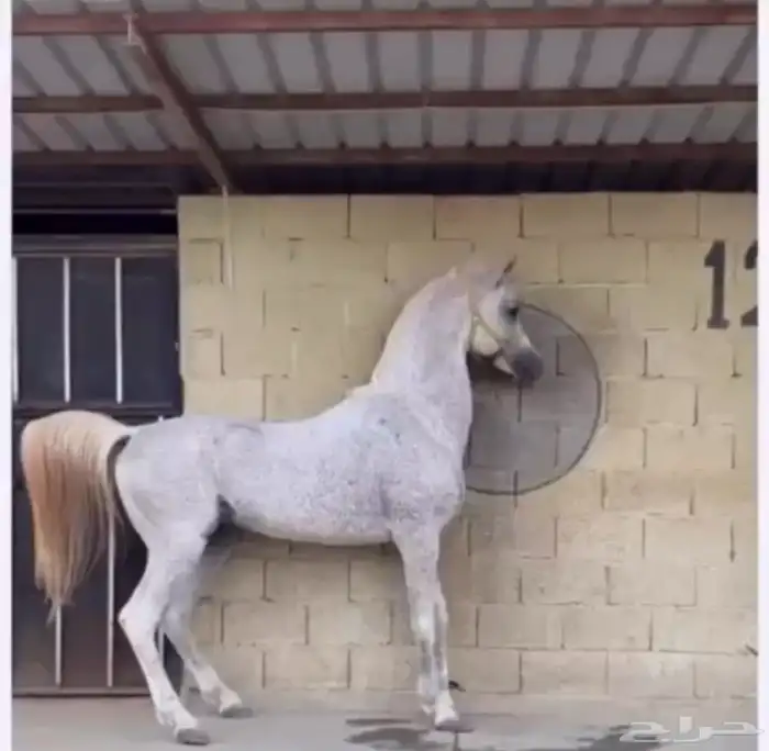 حصان واهو و  البيع شعبي 1