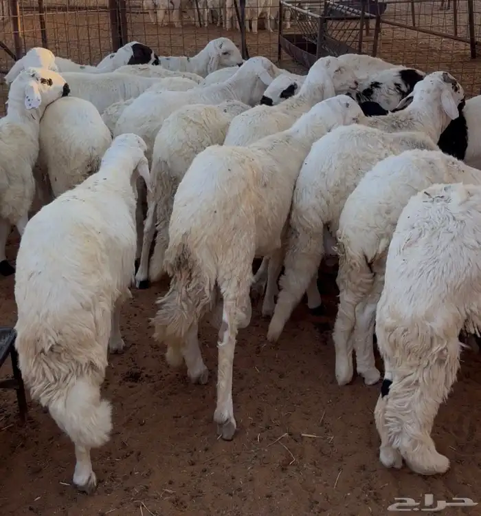 طليان سواكن 3