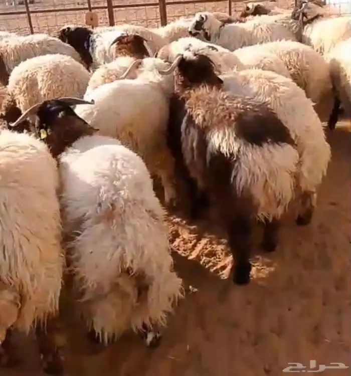 جذع نعيمي فاخر 2