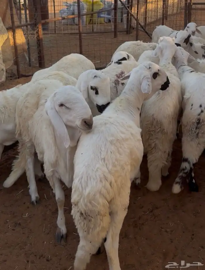 طليان سواكن 2