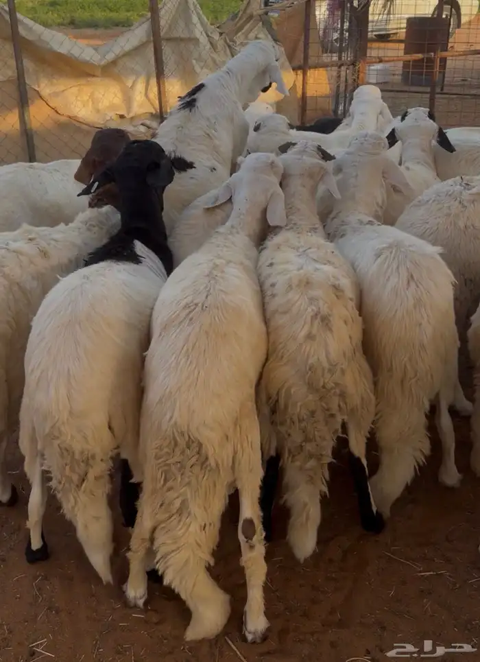 طليان سواكن 1