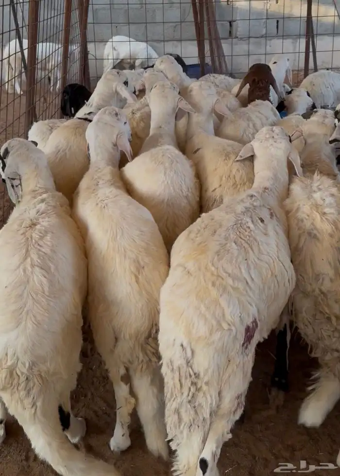 طليان سواكن 0