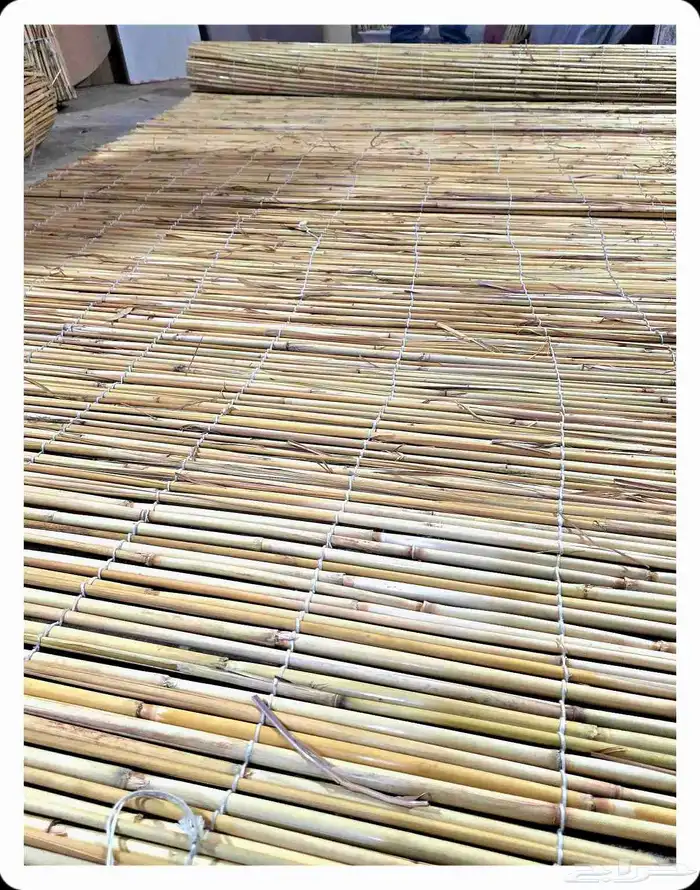 خيزران قش لافريقي 6