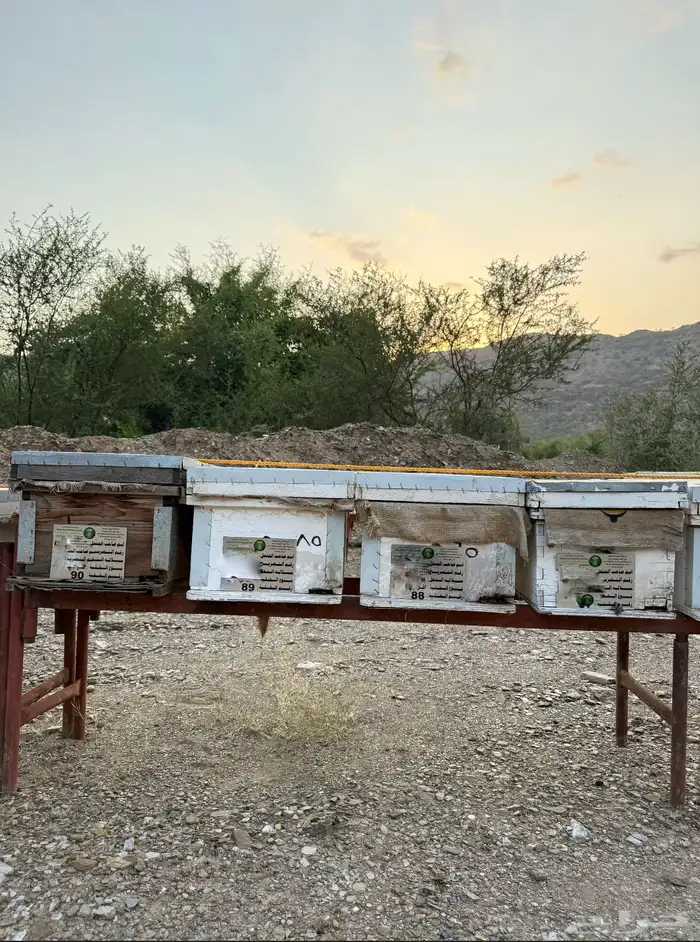 نحل خلايا حديثه للاجار دعم ريف 100 1