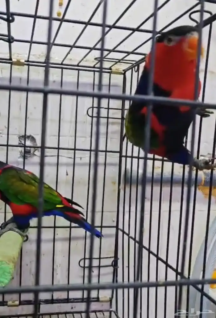 جوز لوري بلاك كاب منتج 1