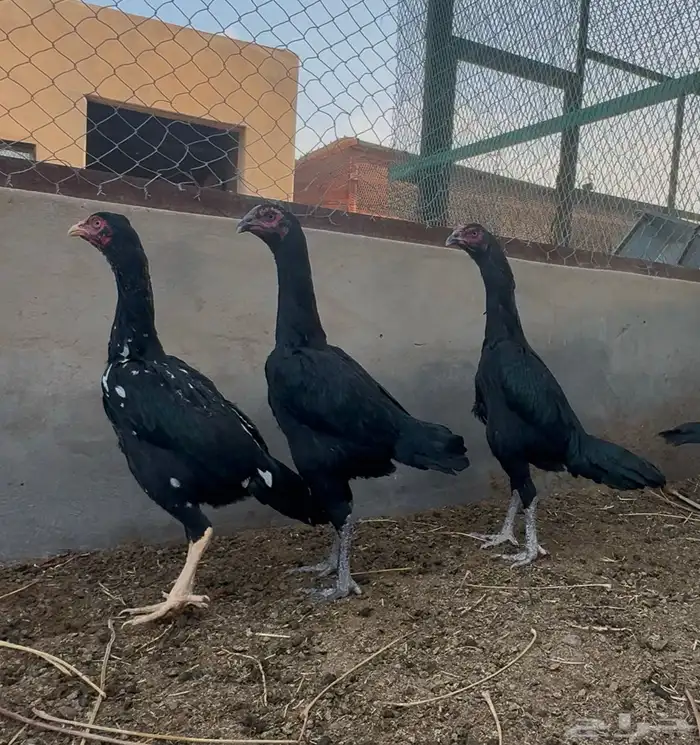 دجاج هجين شامو مستويات تب 2