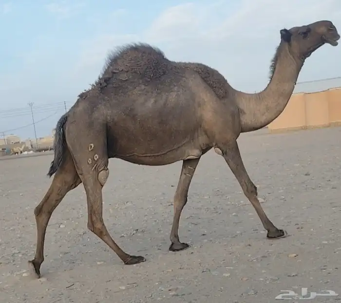 للبيع لقحه صفرا طيبه ولاقح على بعير طيب 1