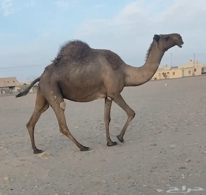 للبيع لقحه صفرا طيبه ولاقح على بعير طيب 0