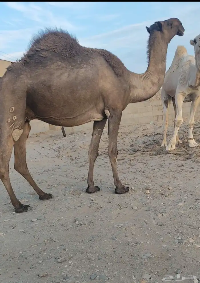 للبيع لقحه صفرا طيبه ولاقح على بعير طيب 2