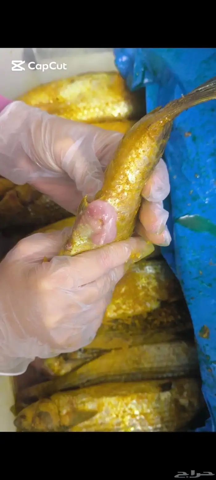 فسيخ بيتى مصرى 0