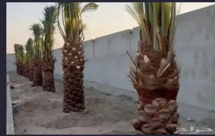 نخل للبيع جميع الأنواع متوفره وجميع المقاسات 5