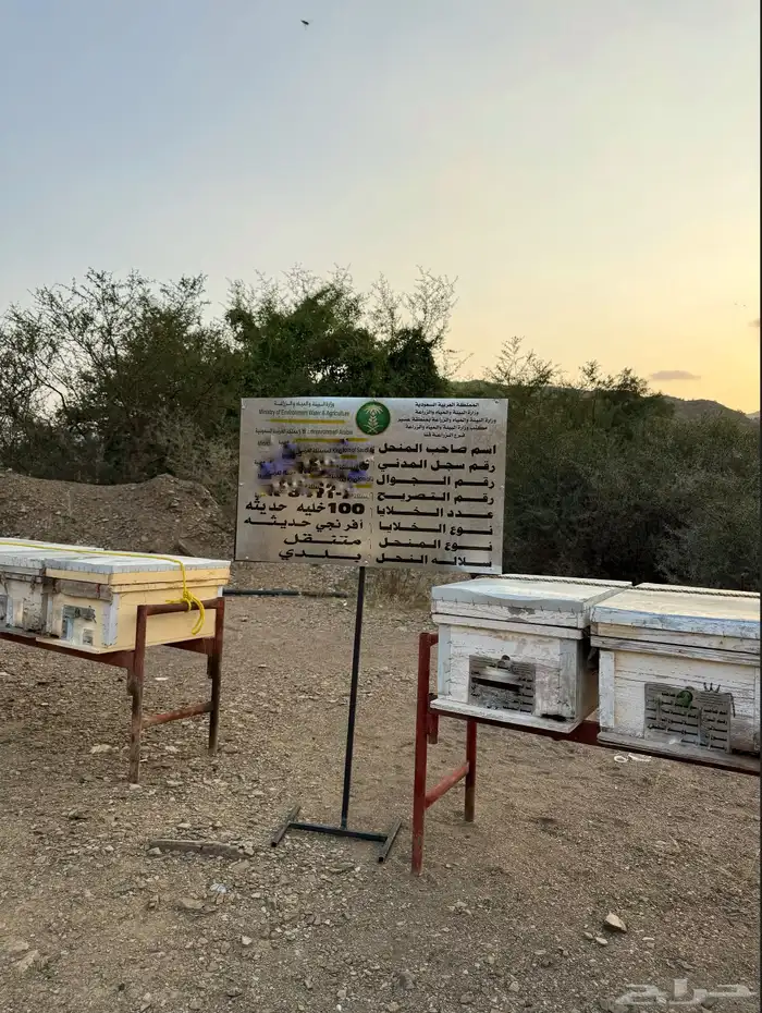نحل خلايا حديثه للاجار دعم ريف 100 0