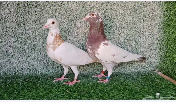 زاجل مولمنيز شوكلت 0