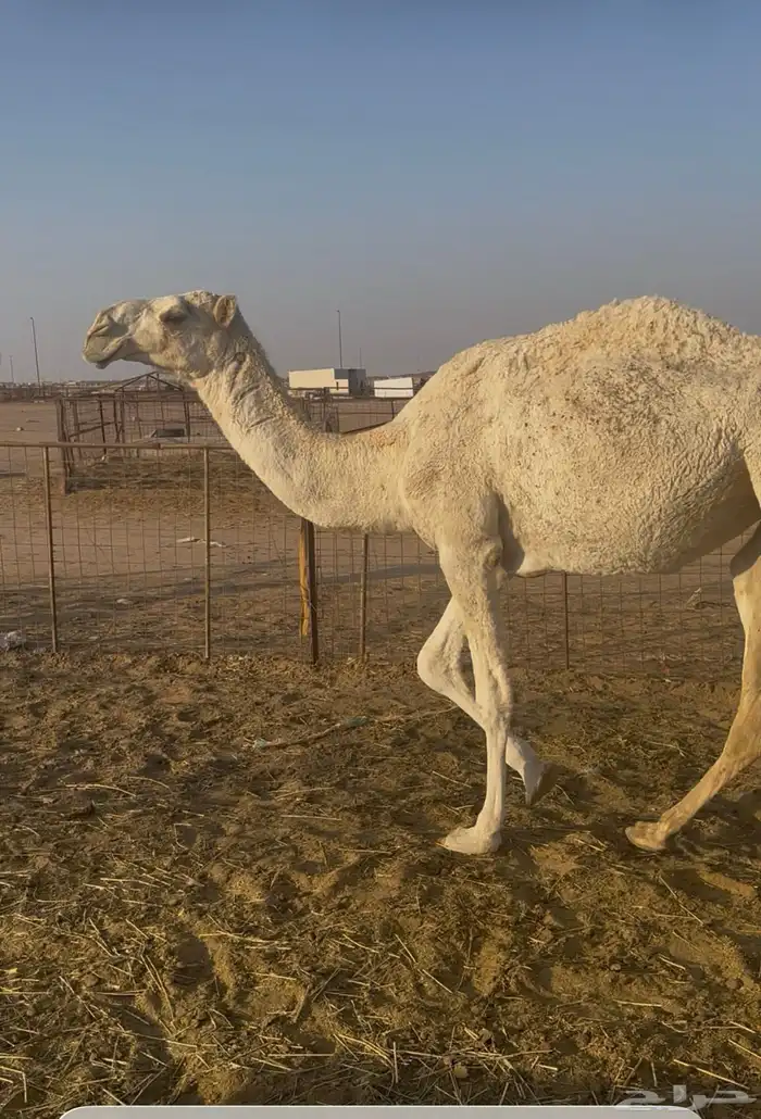 للبيع بكره باتليه 0