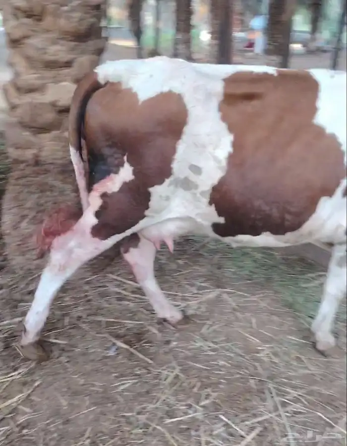 بقره هولاندي فاخر اول ولده تحتها أنثى 1