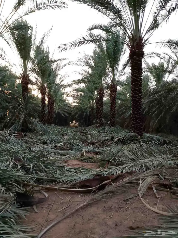 بيع وشراء النخيل 7